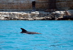 Дельфины в Голубой бухте